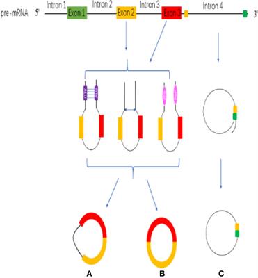 The Roles of circRNAs in Liver Cancer Immunity